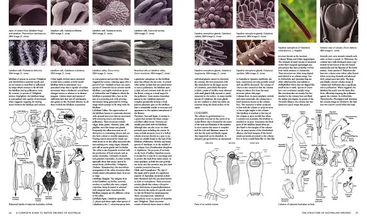 A COMPLETE GUIDE TO NATIVE ORCHIDS OF AUSTRALIA 4