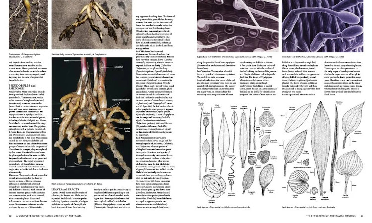 A COMPLETE GUIDE TO NATIVE ORCHIDS OF AUSTRALIA 5