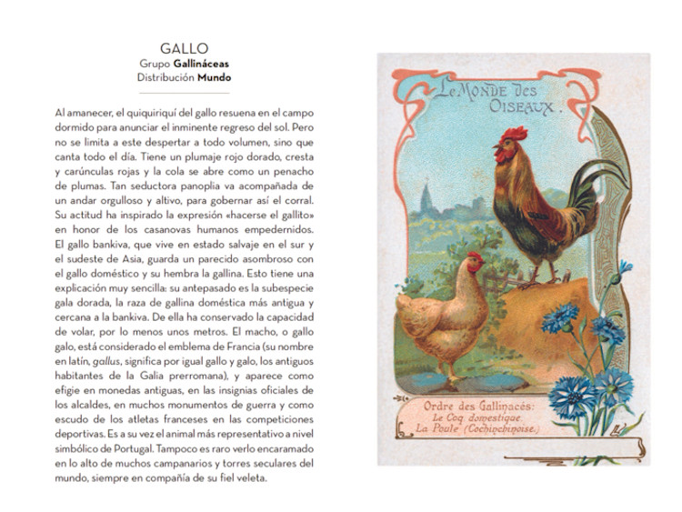 EL PEQUEÑO LIBRO DE LAS AVES 2