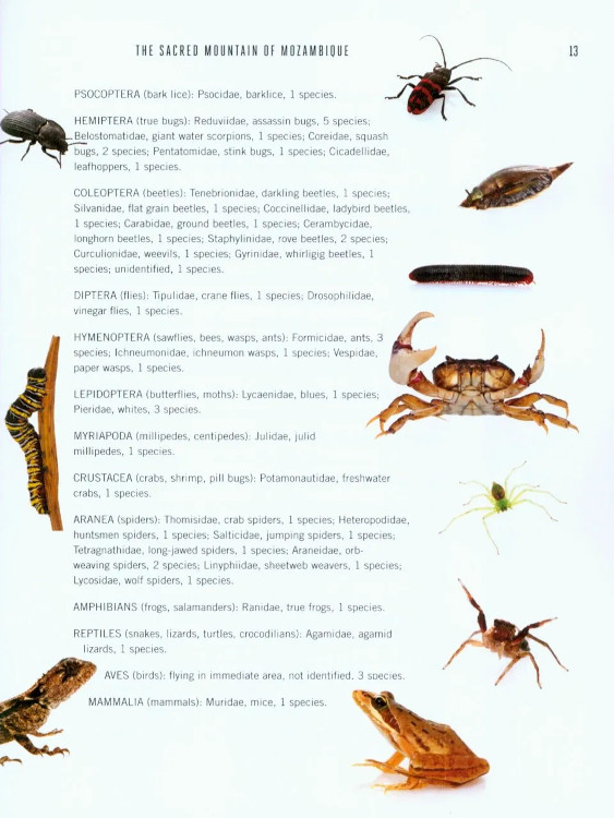 A WINDOW ON ETERNITY: A BIOLOGIST'S WALK THROUGH GORONGOSA NATIONAL PARK 2