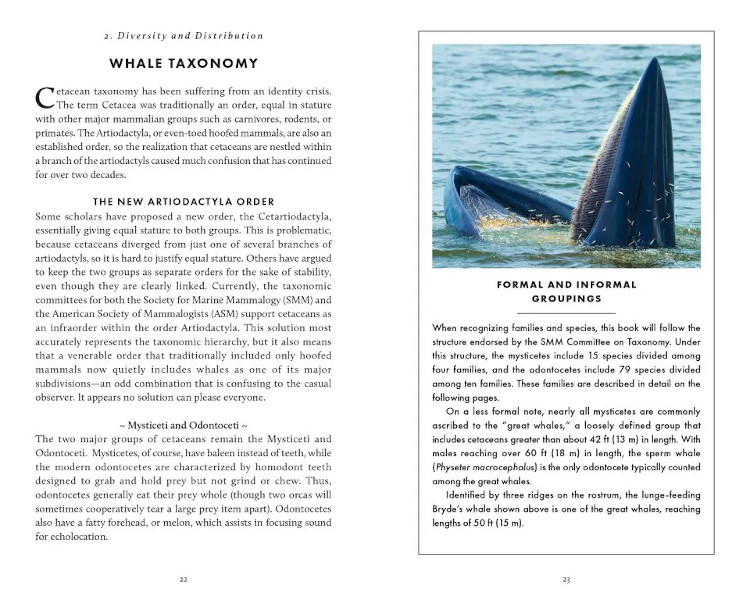 THE LITTLE BOOK OF WHALES 2