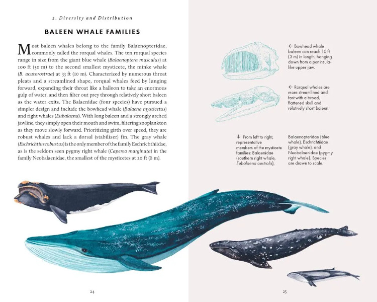 THE LITTLE BOOK OF WHALES 3