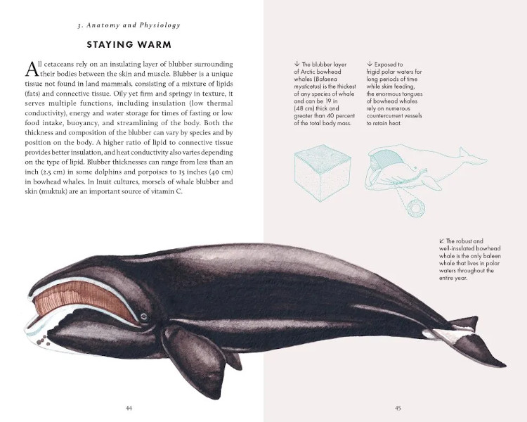 THE LITTLE BOOK OF WHALES 4
