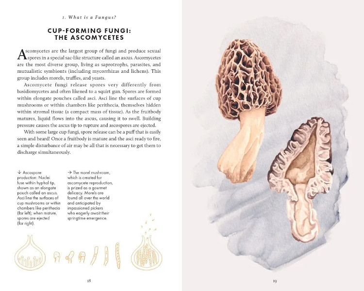 THE LITTLE BOOK OF FUNGI 2