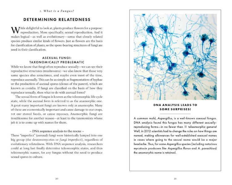 THE LITTLE BOOK OF FUNGI 3