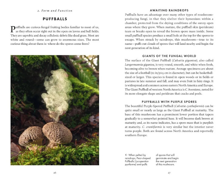 THE LITTLE BOOK OF FUNGI 4