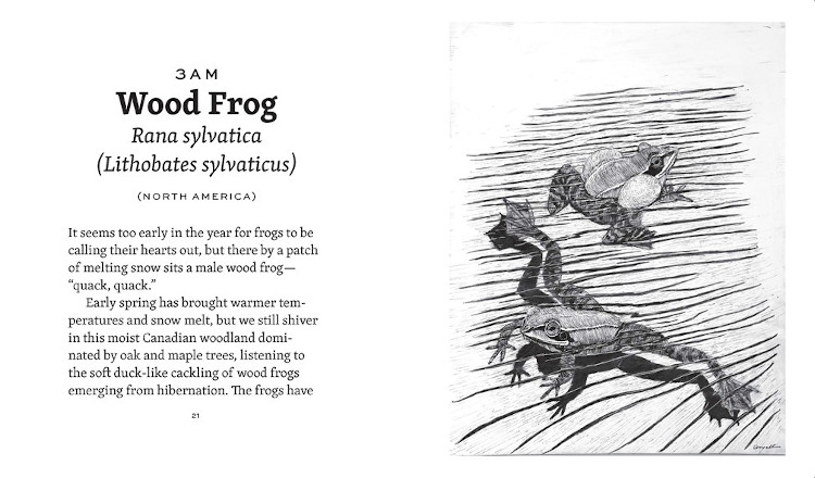 FROG DAY: A STORY OF 24 HOURS AND 24 AMPHIBIAN LIVES 4