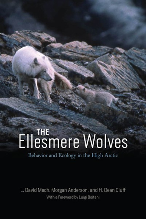 THE ELLESMERE WOLVES: BEHAVIOR AND ECOLOGY IN THE HIGH ARCTIC 1