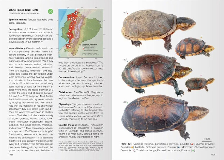 REPTILES OF ECUADOR. LIFE IN THE MIDDLE OF THE WORLD 4