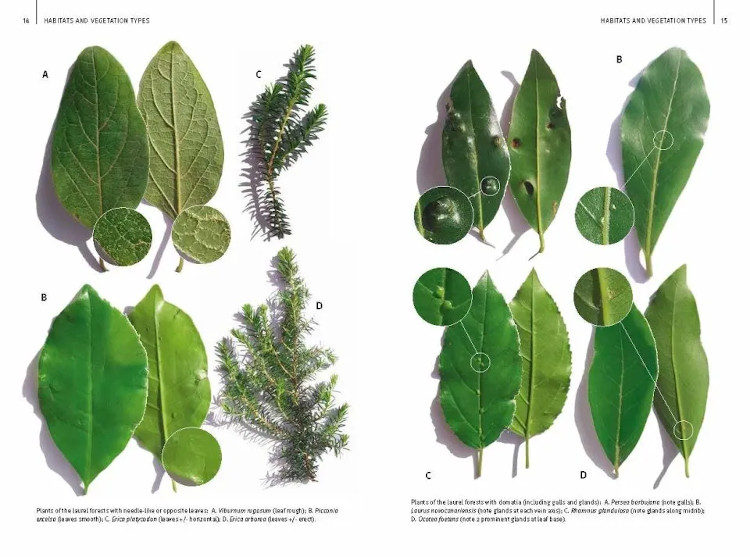 FIELD GUIDE TO THE WILD FLOWERS OF THE CANARY ISLANDS 2