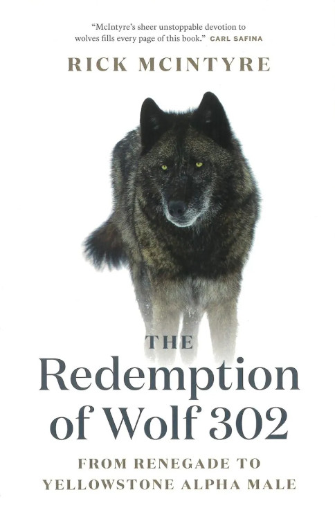 THE REDEMPTION OF WOLF 302. FROM RENEGADE TO YELLOWSTONE ALPHA MALE