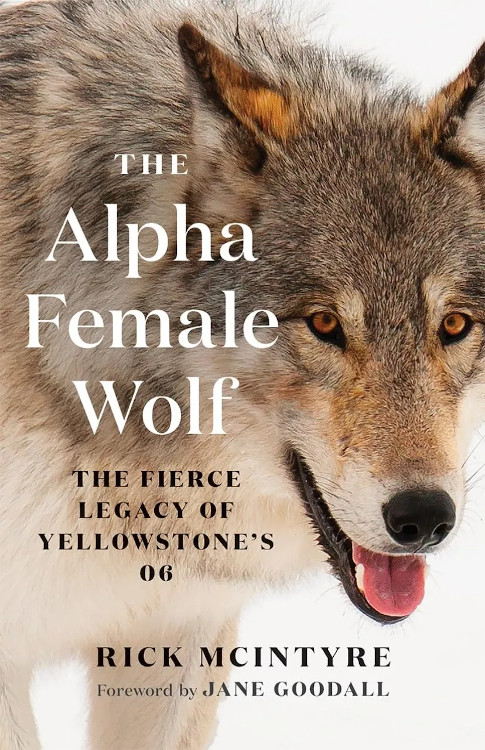 THE ALPHA FEMALE WOLF. THE FIERCE LEGACY OF YELLOWSTONE'S 06