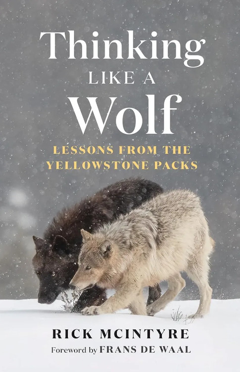 THINKING LIKE A WOLF. LESSONS FROM THE YELLOWSTONE PACKS