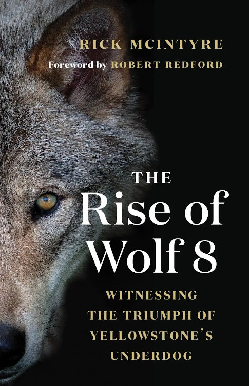 THE RISE OF WOLF 8. WITNESSING THE TRIUMPH OF YELLOWSTONE'S UNDERDOG