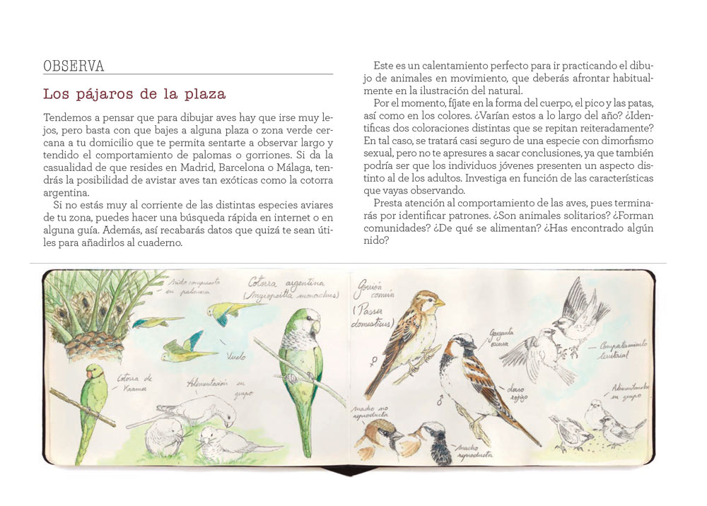 CUADERNO DE CAMPO. APRENDE DIBUJANDO 6