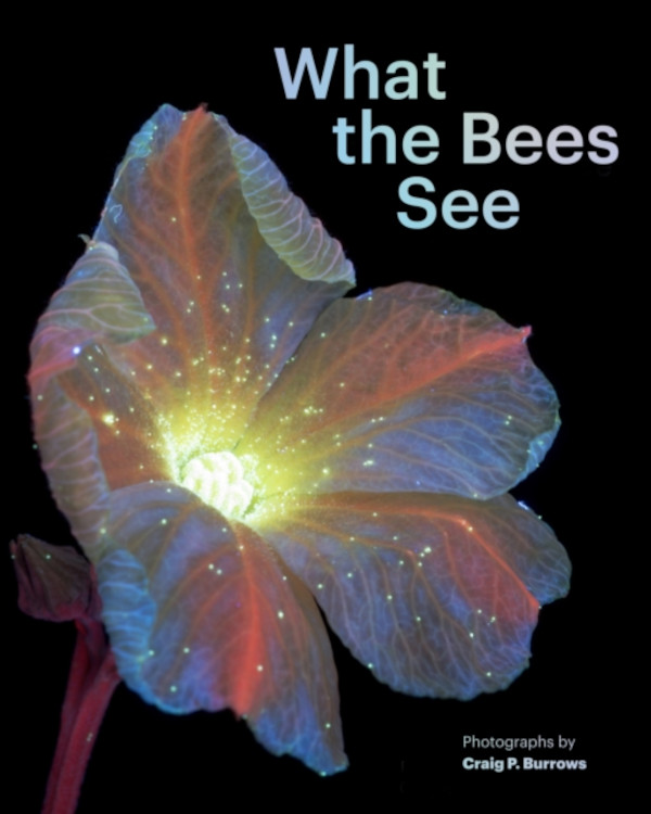 WHAT THE BEES SEE