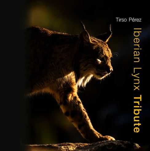 IBERIAN LYNX TRIBUTE 1
