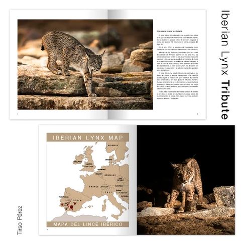 IBERIAN LYNX TRIBUTE 2