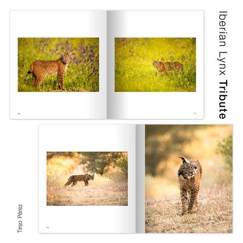 IBERIAN LYNX TRIBUTE 3