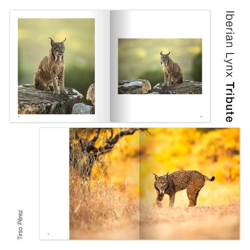 IBERIAN LYNX TRIBUTE 4