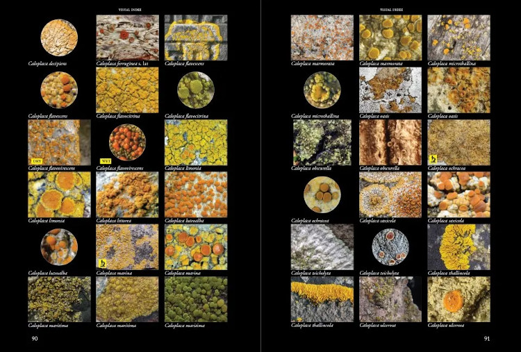 LICHENS OF IRELAND & GREAT BRITAIN: A VISUAL GUIDE TO THEIR IDENTIFICATION (2 VOLUME SET) 3