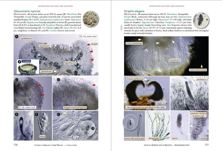 LICHENS OF IRELAND & GREAT BRITAIN: A VISUAL GUIDE TO THEIR IDENTIFICATION (2 VOLUME SET) 4