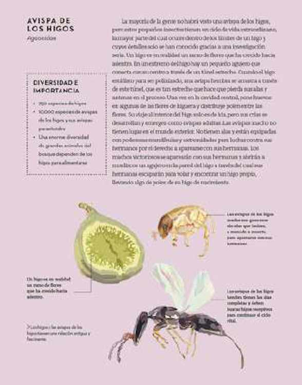 QUÉ HACEN LOS INSECTOS Y POR QUÉ 2