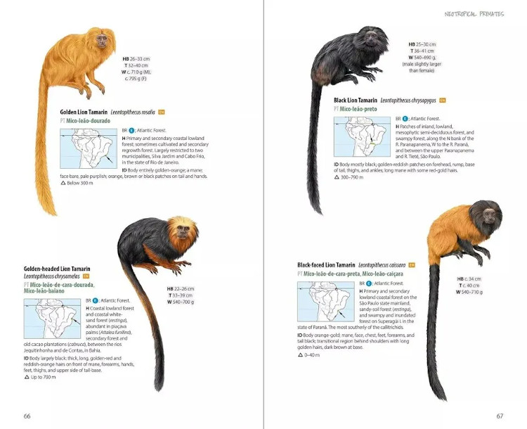 NEOTROPICAL PRIMATES 2