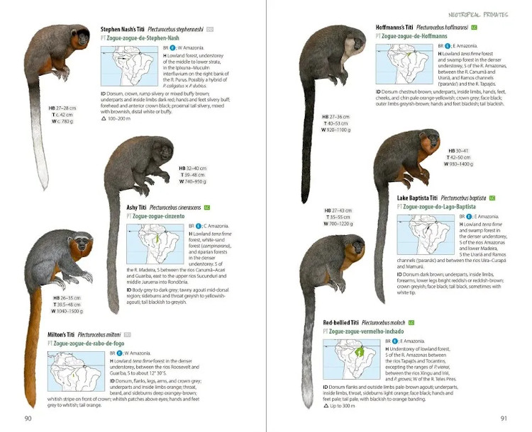 NEOTROPICAL PRIMATES 4
