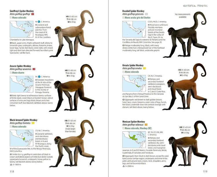 NEOTROPICAL PRIMATES 5