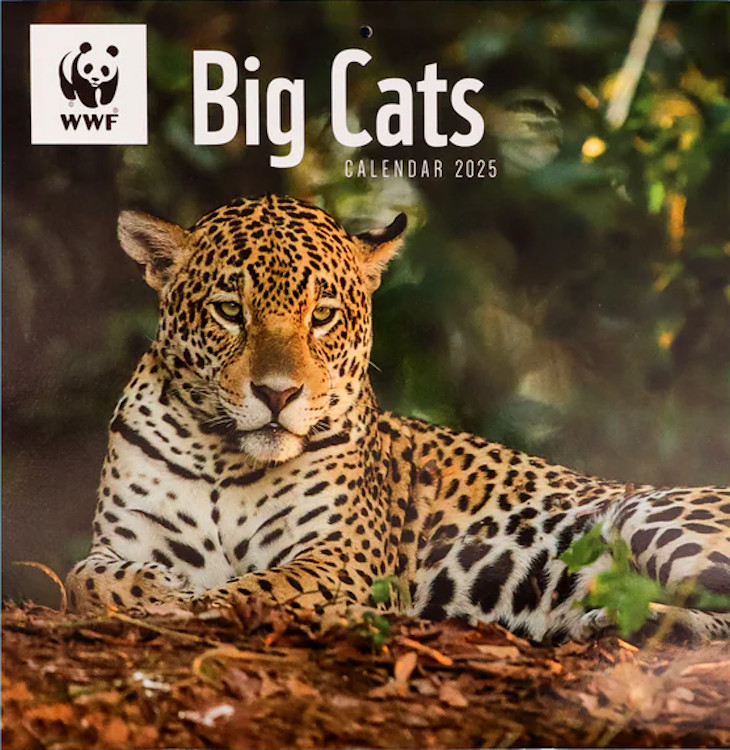 CALENDARIO WWF BIG CATS SQUARE WALL CALENDAR 2025