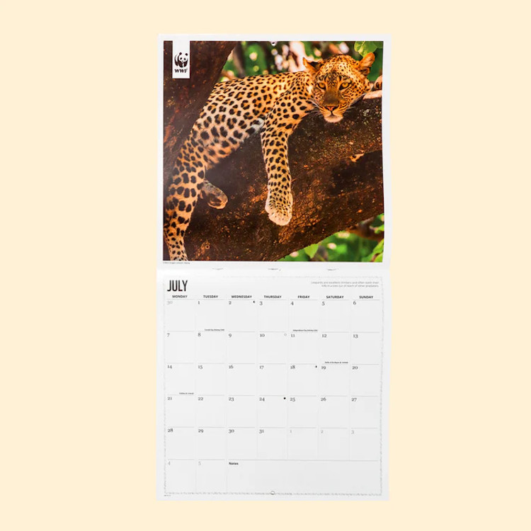 CALENDARIO WWF BIG CATS SQUARE WALL CALENDAR 2025 2