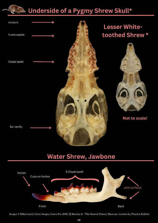 A PHOTOGRAPHIC GUIDE TO SMALL MAMMAL BONES IN BARN OWL PELLETS 2