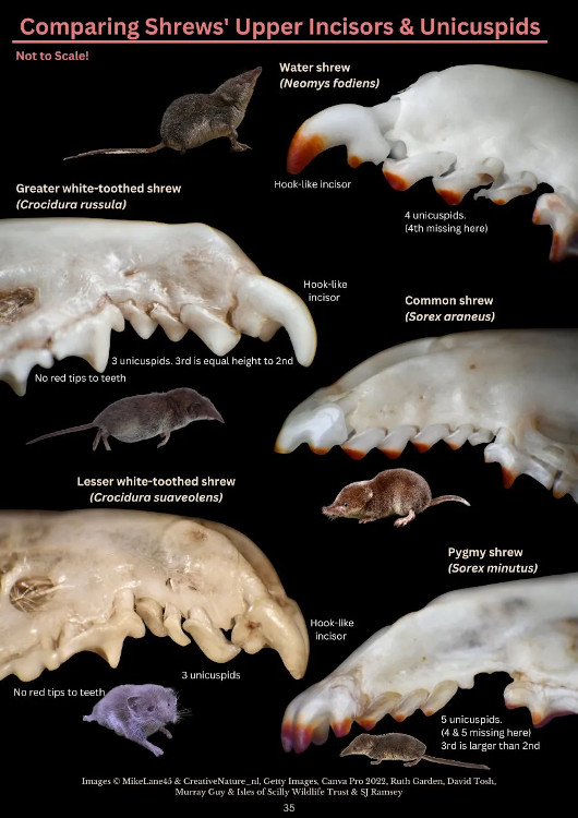 A PHOTOGRAPHIC GUIDE TO SMALL MAMMAL BONES IN BARN OWL PELLETS 3