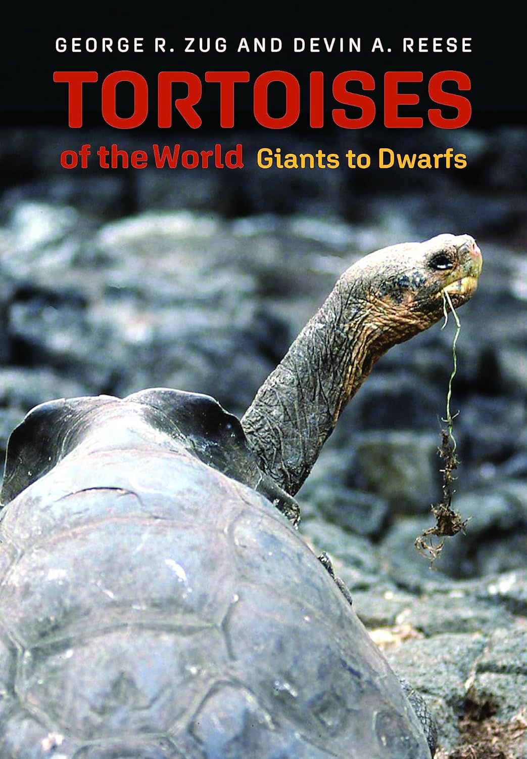 TORTOISES OF THE WORLD. GIANTS TO DWARFS 1