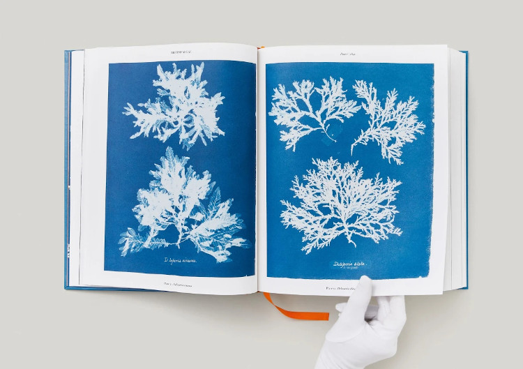 ANNA ATKINS. CYANOTYPES 7