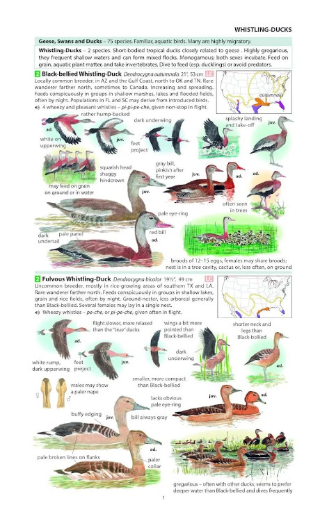FIELD GUIDE TO THE BIRDS OF NORTH AMERICA 2