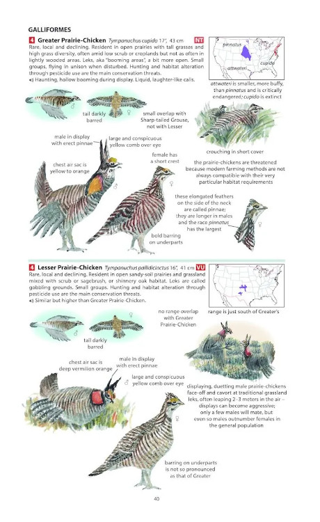 FIELD GUIDE TO THE BIRDS OF NORTH AMERICA 3