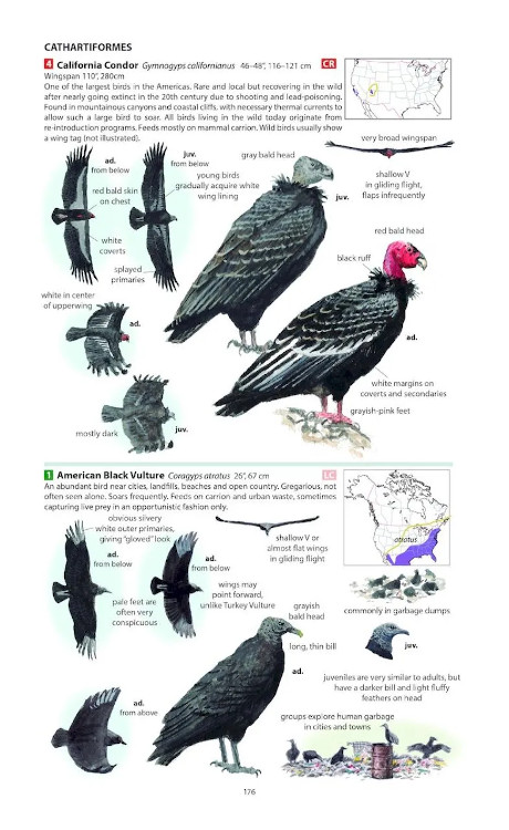 FIELD GUIDE TO THE BIRDS OF NORTH AMERICA 6