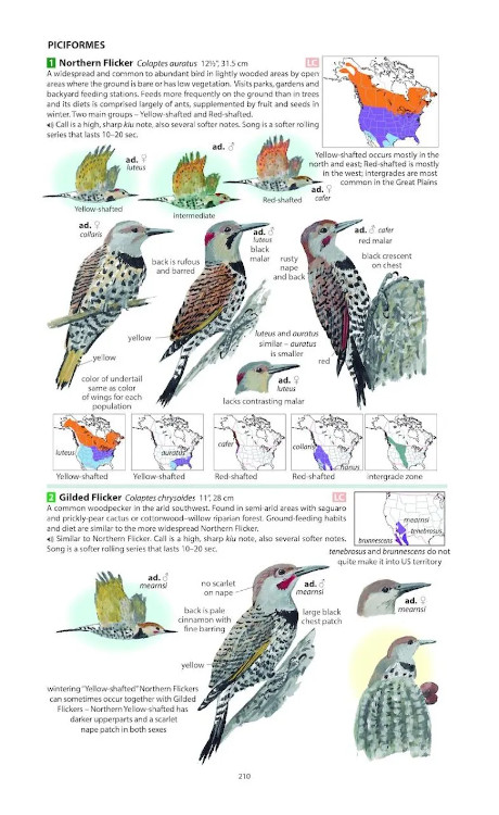 FIELD GUIDE TO THE BIRDS OF NORTH AMERICA 8