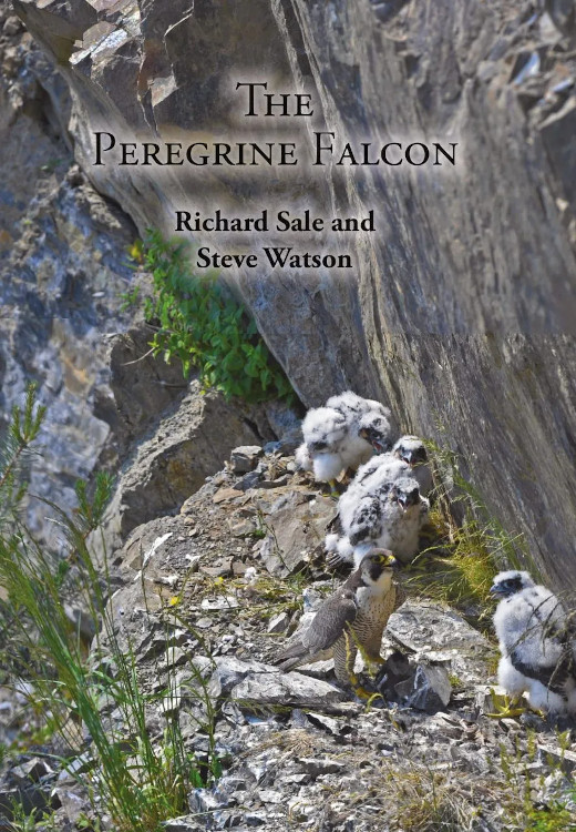 THE PEREGRINE FALCON 1