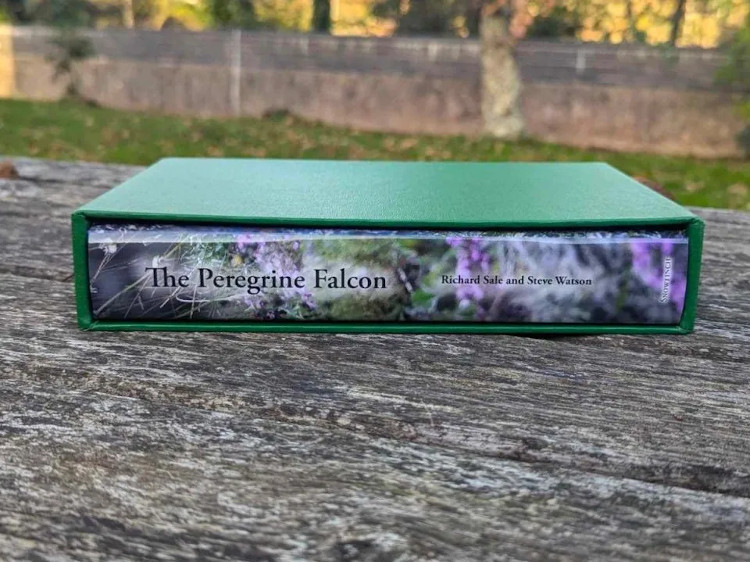 THE PEREGRINE FALCON 2