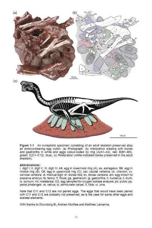 THE PEREGRINE FALCON 3