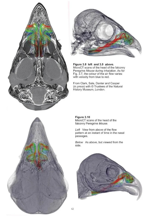 THE PEREGRINE FALCON 4