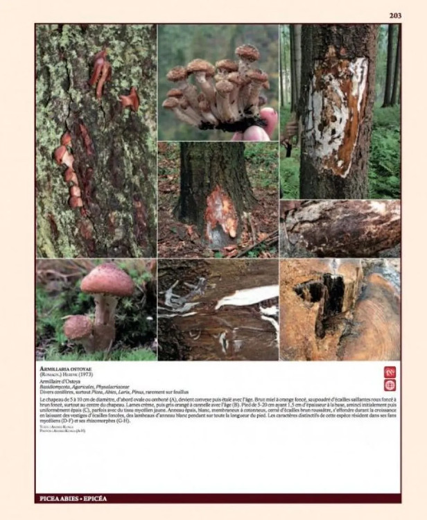 INSECTES RAVAGEURS ET MALADIES DES ARBRES ET ARBUSTES D'EUROPE 3