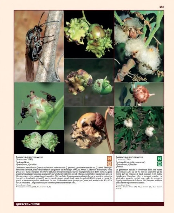 INSECTES RAVAGEURS ET MALADIES DES ARBRES ET ARBUSTES D'EUROPE 4