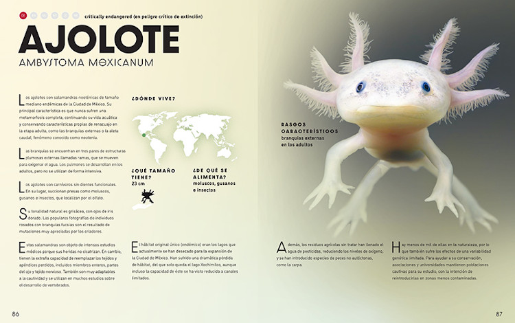 EL GRAN LIBRO DE LOS ANIMALES SALVAJES 4