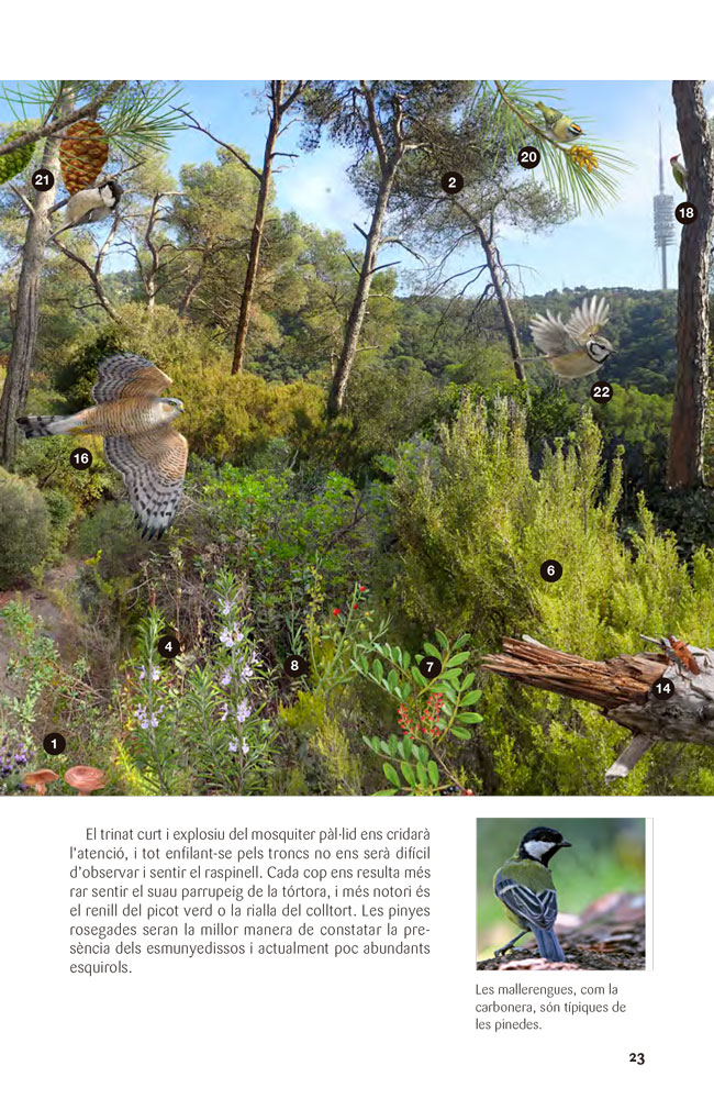FLORA I FAUNA DEL PARC NATURAL SERRA DE COLLSEROLA 3