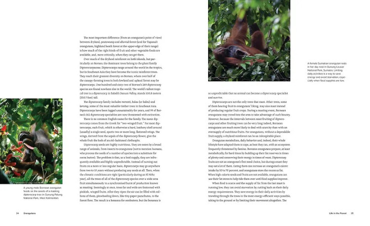ORANGUTANS. THEIR HISTORY, NATURAL HISTORY AND CONSERVATION 3