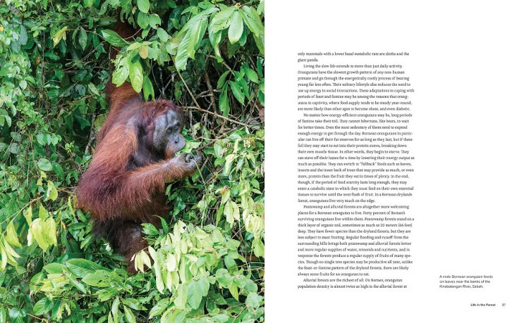 ORANGUTANS. THEIR HISTORY, NATURAL HISTORY AND CONSERVATION 4
